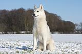 SIBERIAN HUSKY 483
